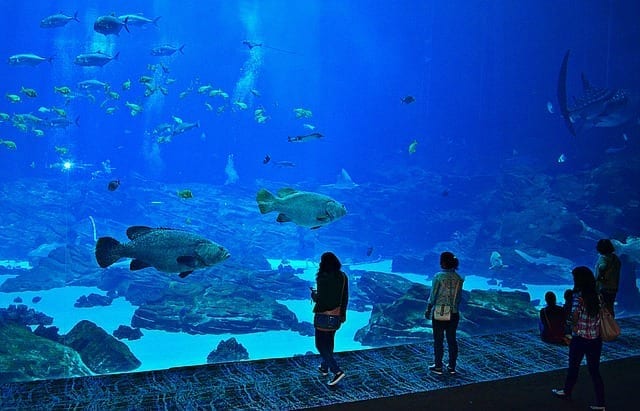aquarium fisch atlanta