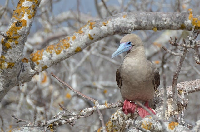 galapagos inseln red-footed booby tölpel