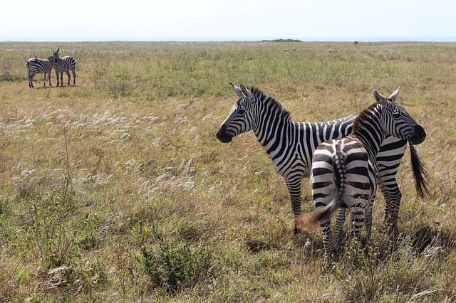 zebra savannah nairobi nationalpark